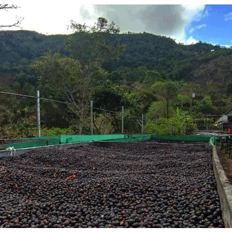Costa Rica Red Catuai, Anaerobic Fermentation