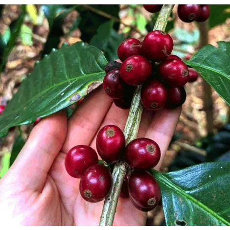 Costa Rica Venecia, Anaerobic Fermentation